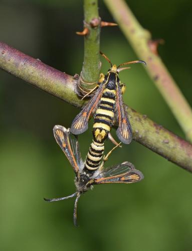 Bembecia iberica